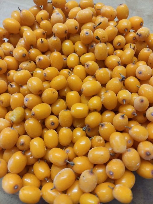 Облепиха  садовая