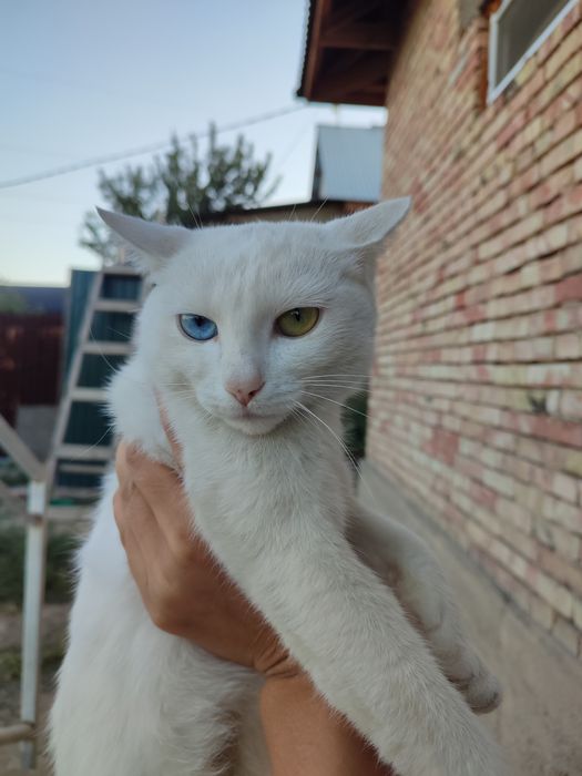 Кошки мальчики бесплатно