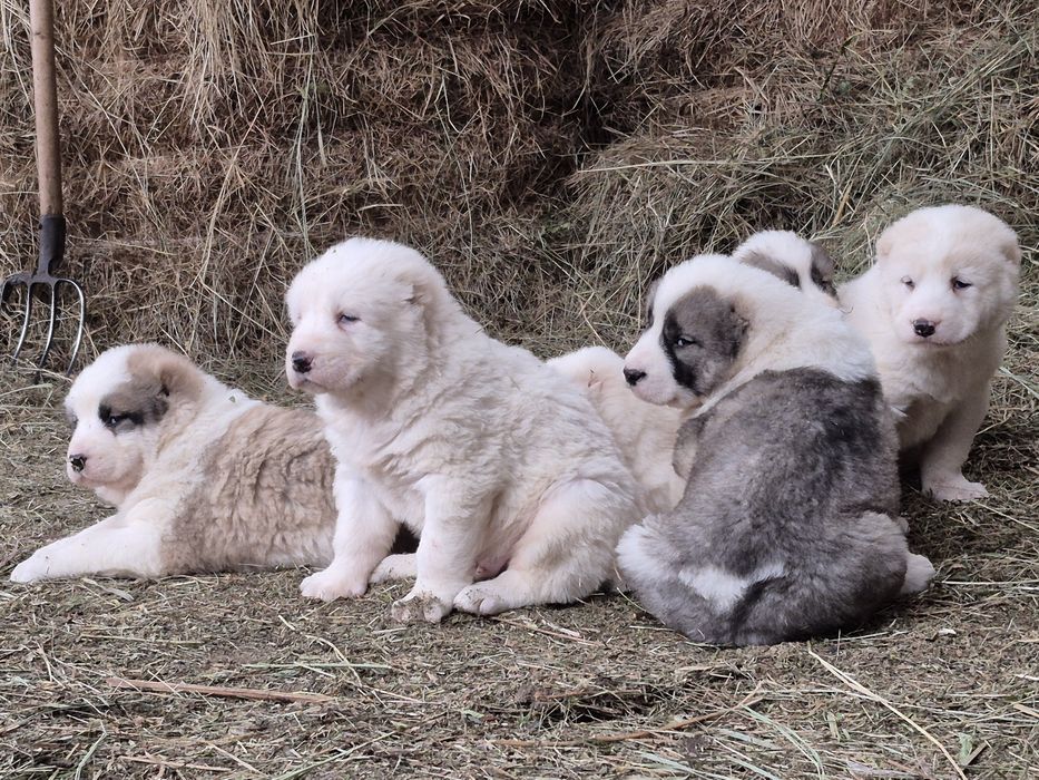 В продаже щенки САО алабаи