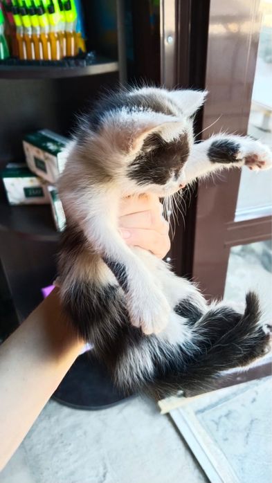 Отдам котят в добрые руки, 4 мальчика 1 девочка