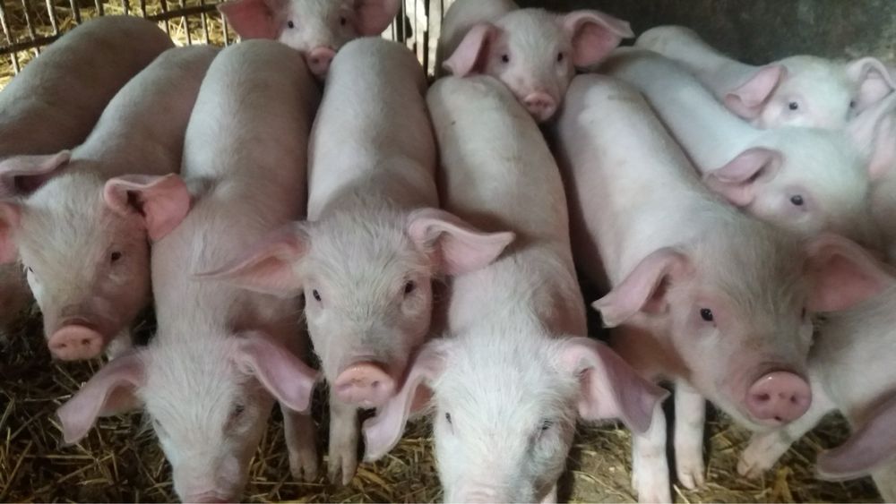 Прасета българска бяла