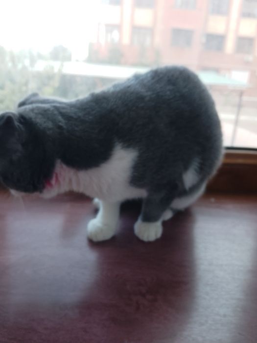 Продаëтся породистая кошка