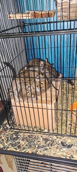 Veverite degu diferite varste