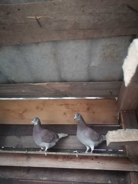 Porumbei voiajori rosi