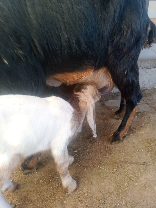 Коза с козлятами