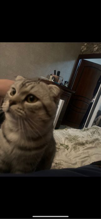 Пропал кот, помогите найти