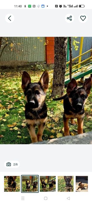 Продам немецкую овчарку   6 мецяц