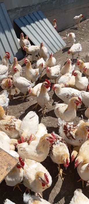 Продам петушков продам