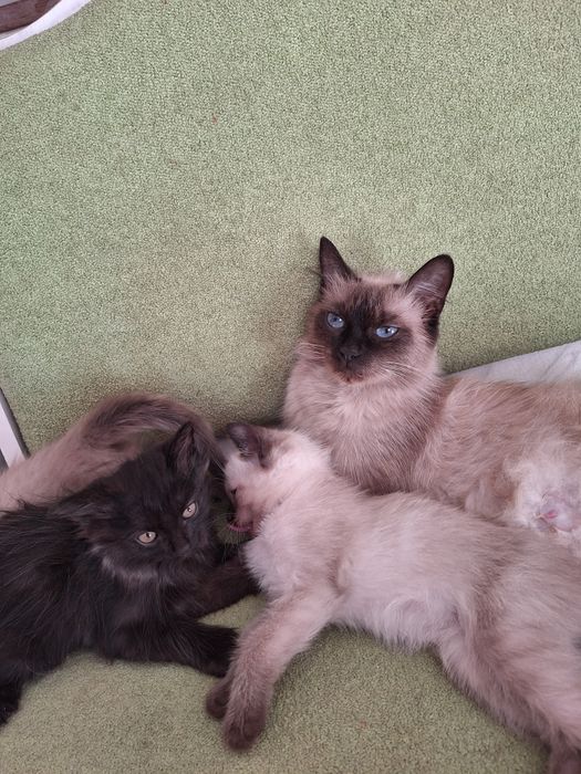 Милые      котята