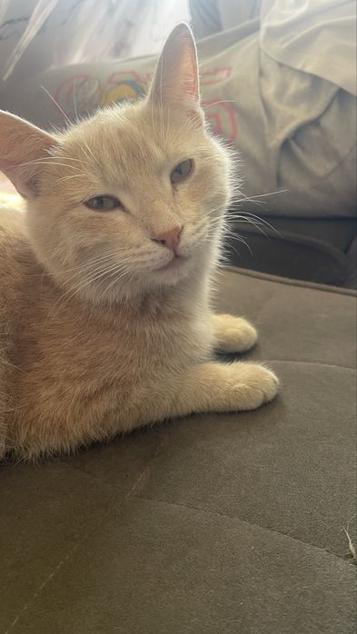 Мысық тегін  беріледі