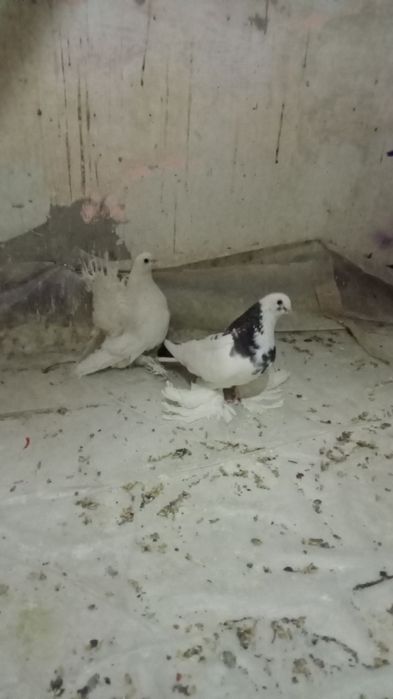 Статные голуби, продам