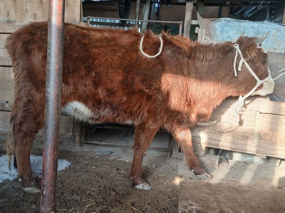 Қашар сатыладыыы