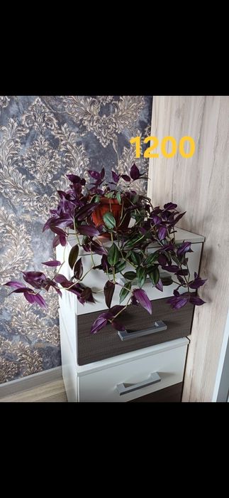 Комнатные растения от 1000