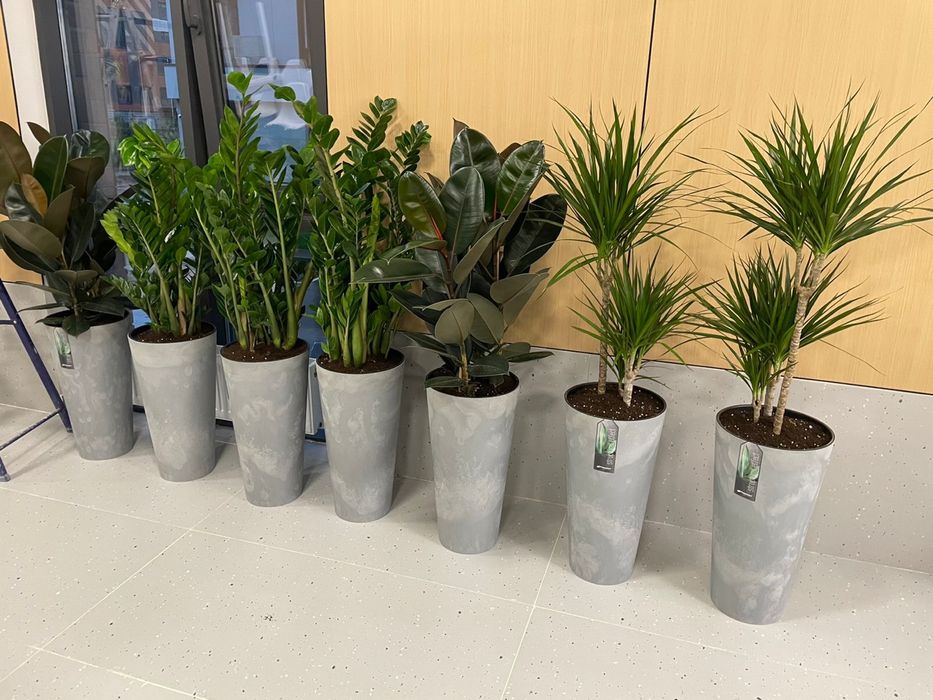 Пересадка комнатных растении