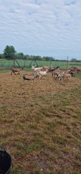 Capre si iezi de vanzare