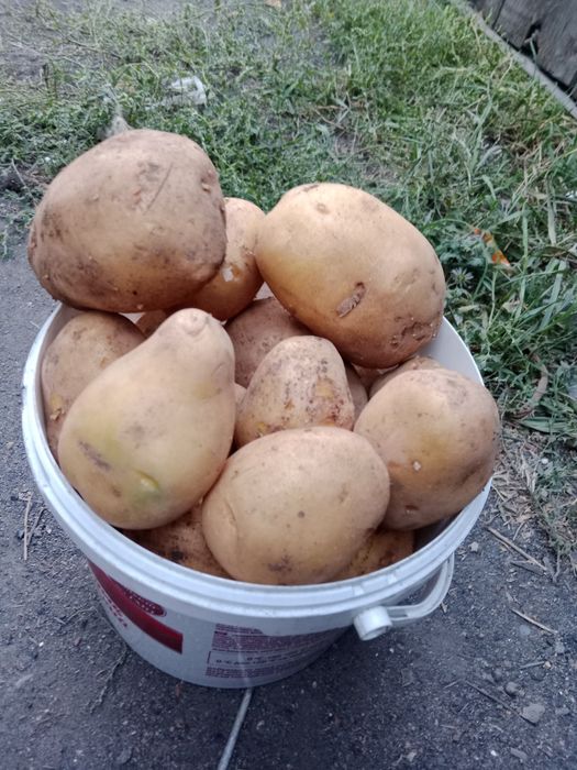 Продам кортофель домашний