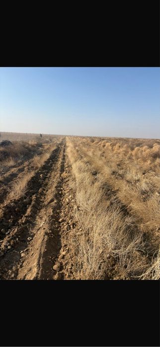 Саксаул кошети сексеул кошети саженцы