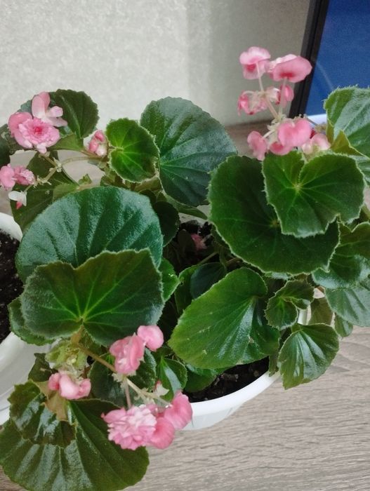 Комнатный цветок  сциндапсус расписной,  район Евразии