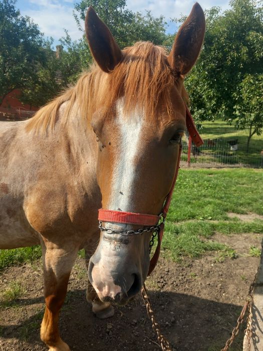 Vând cal blând, garantat