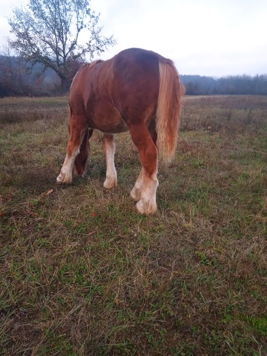 Vând mânz de 8 luni