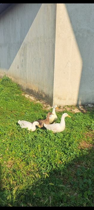 Продавам млади юрдеци