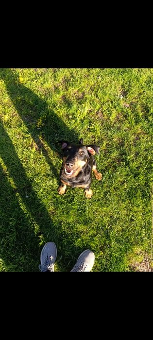 Собака Ягдтерьер для вязки