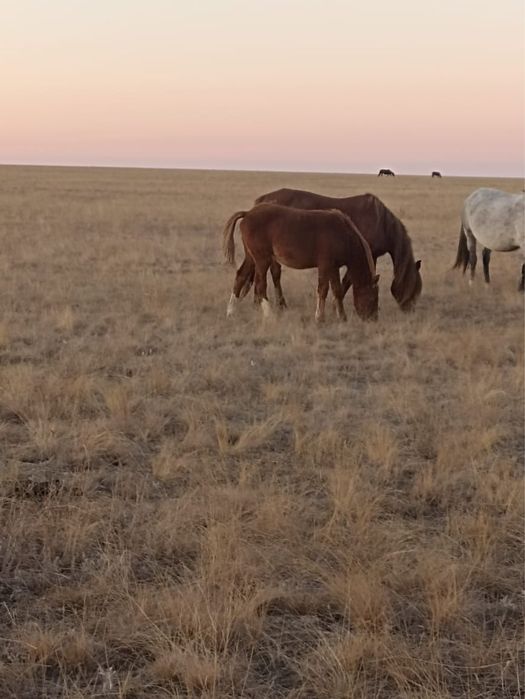 Кобылы с женебятами