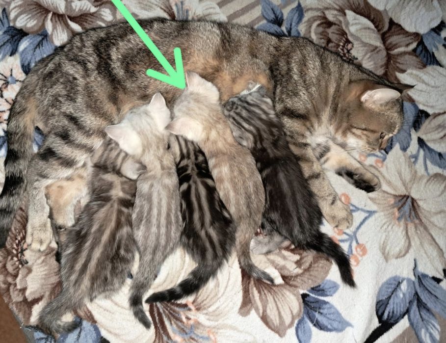 Котёнок. Страйт. Девочка