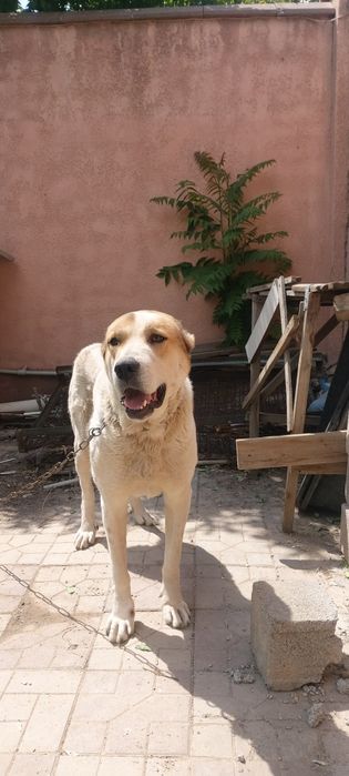 Тобет ит(собака) бесплатно