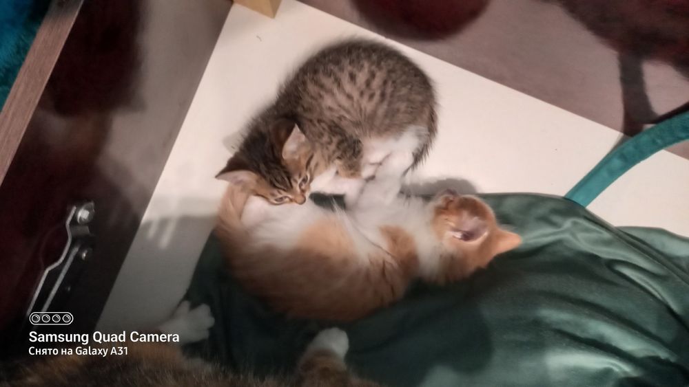 Отдам котят в хорошие руки