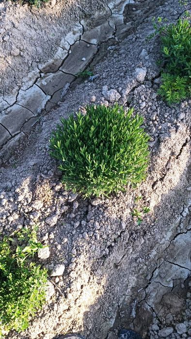 Lavanda gullari sotuvda da
