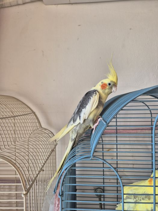 Папагали Корела с клетка.