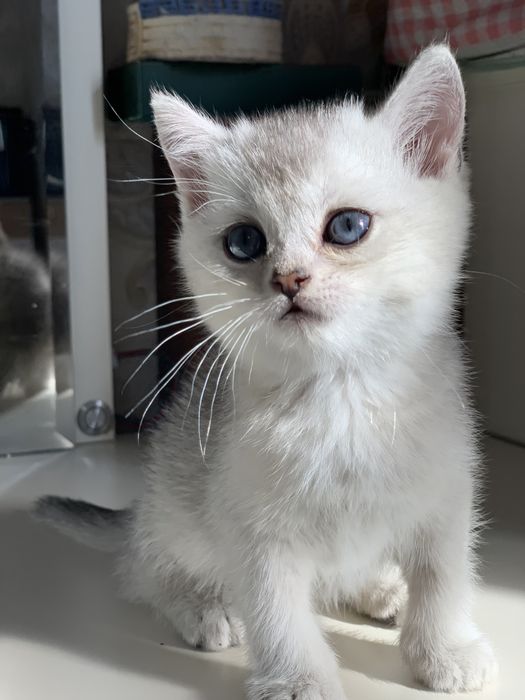 Чистокровные британские шиншиллы