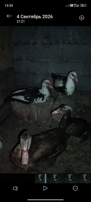 Индоутки продам срочно