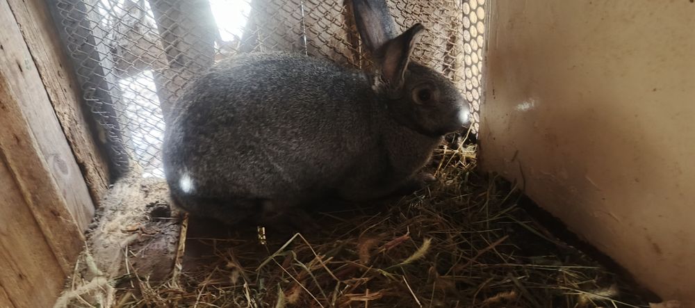 Кролики и крольчата