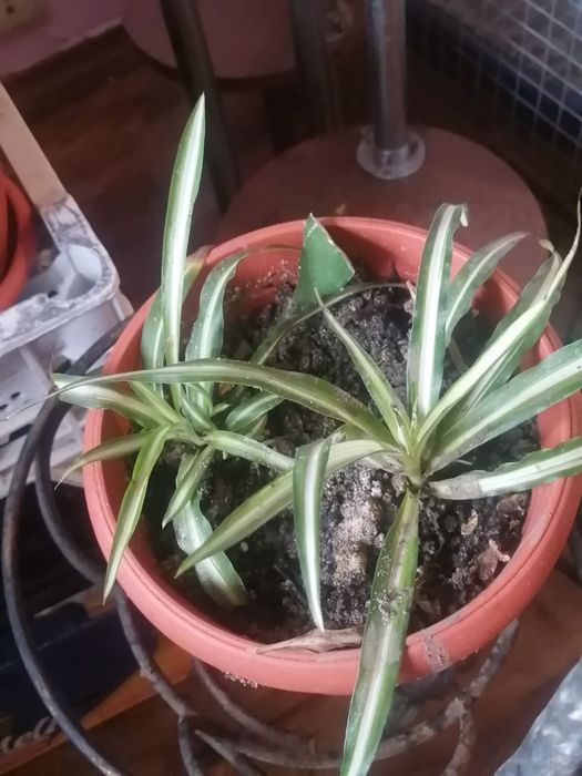 Продам комнатные цветы