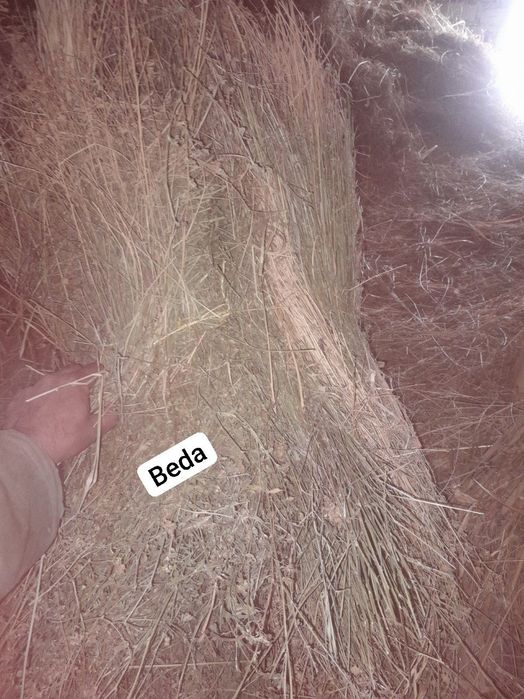 Beda 100 ta va yemishlar 40ta