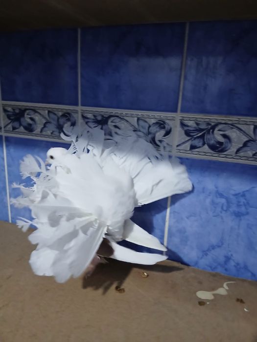 Продам самец павлин