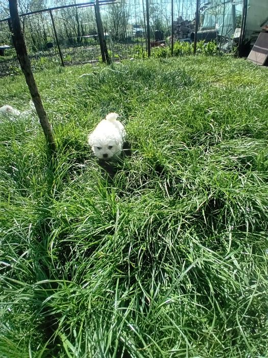 Bichon alb drăgălaș