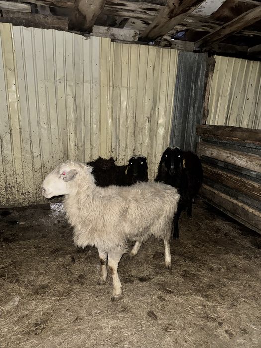 Қошқар  Сек сатылады