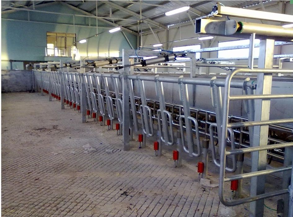 Доильный Зал.Согим зали