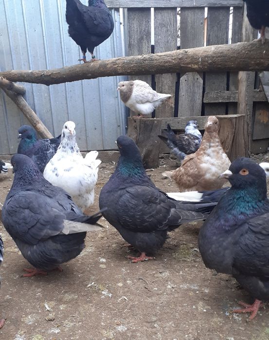 Porumbei Texani 2025