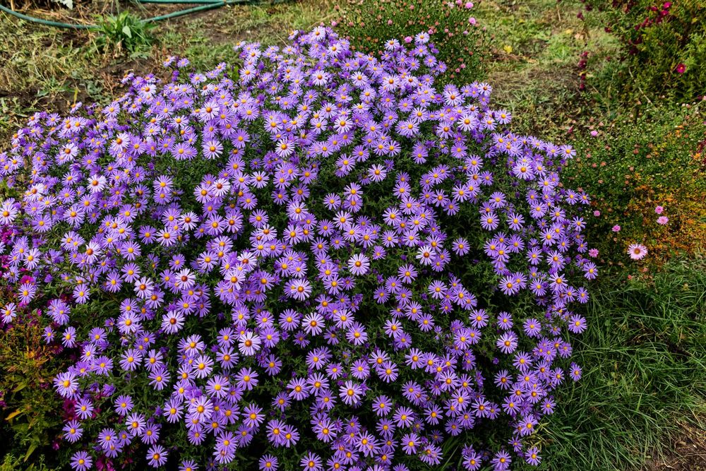 Продаются цветы . Находятся в Аксае ЗКО