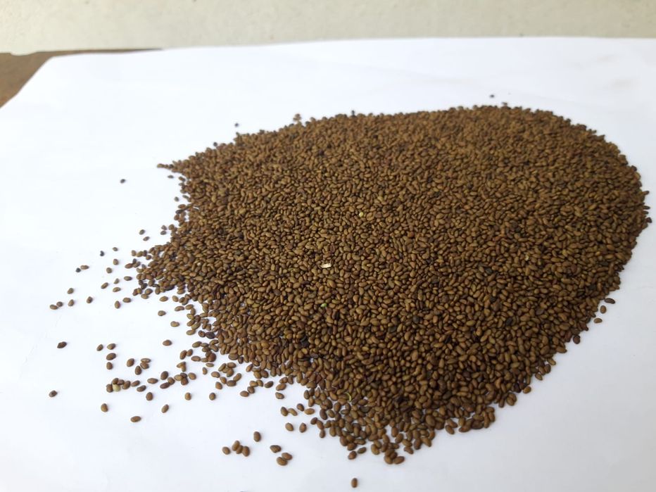 Semințe / Sămânță Lucerna,Iarba,Sparceta , Mazariche