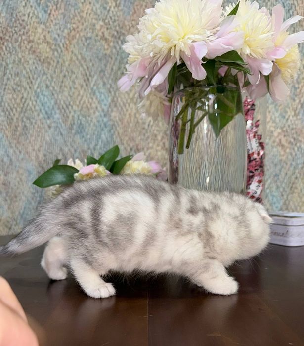 Продаются шотландские котята элитных окрасов!