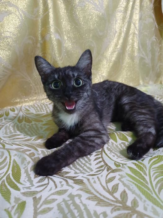 Котёнок-кошечка Серафима