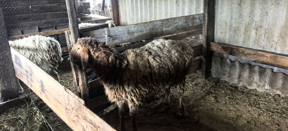 Семіз тоқты қойлар