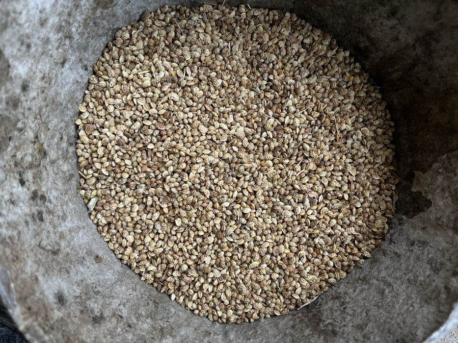 Эспарцет ұрық сатылады