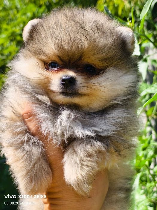 Продам щенков шпица.