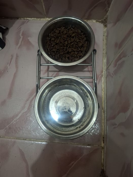 Мысык сатылады 10000